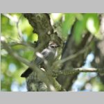 catbird1_sm.jpg