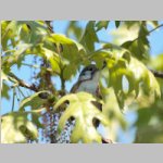 cswarbler1.jpg