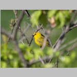 ywarbler1_sm.jpg
